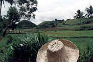 Agricultural fields around Sudlon